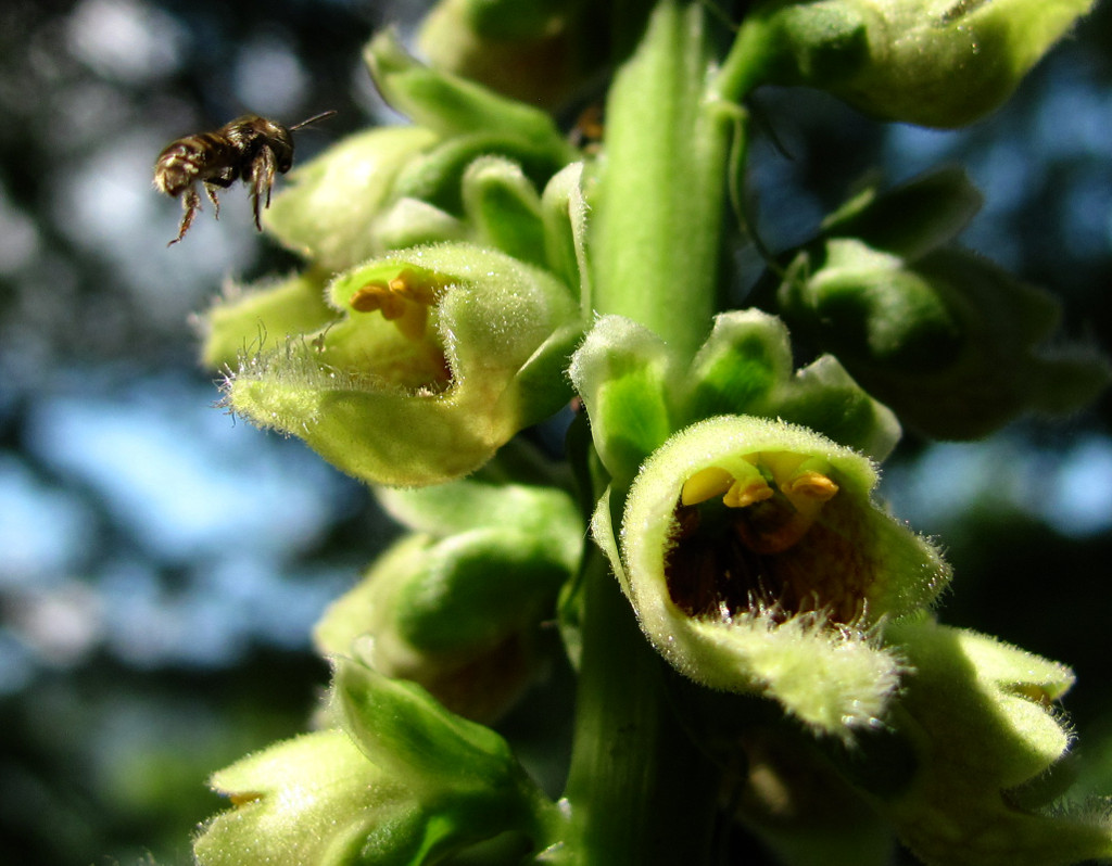 Изображение особи Digitalis schischkinii.