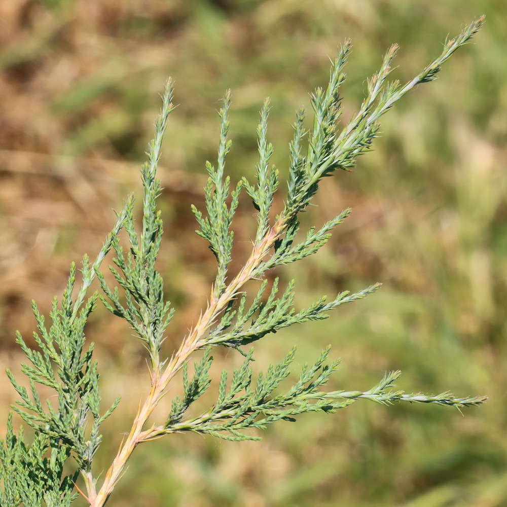 Изображение особи Juniperus virginiana.