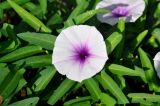 Ipomoea aquatica