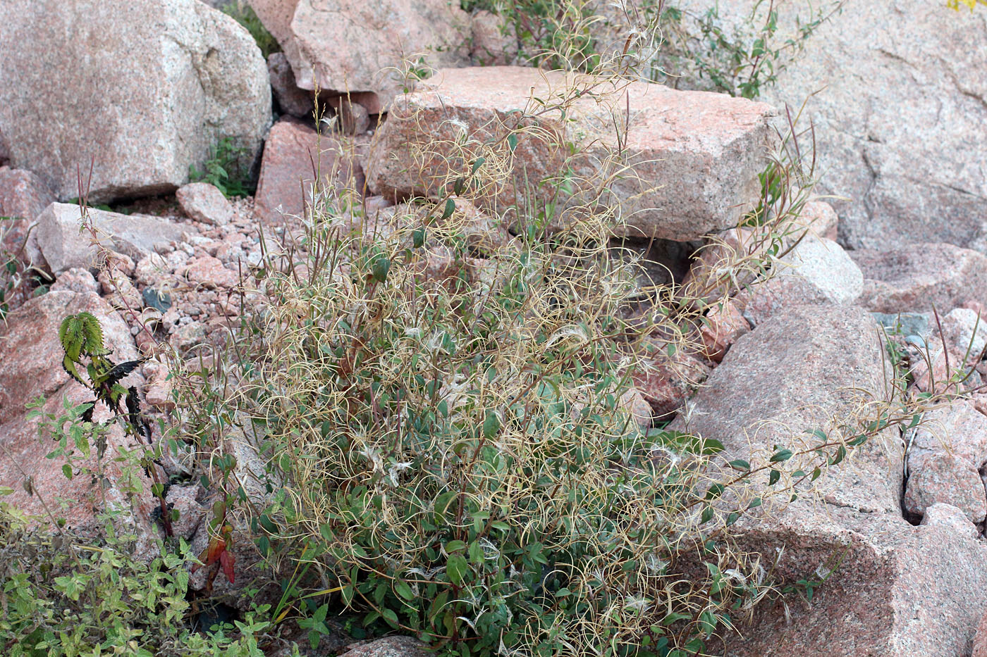 Изображение особи Epilobium cylindricum.