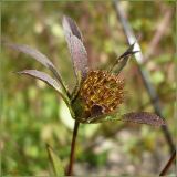 Bidens frondosa. Соплодие с присоцветными листьями. Чувашия, окр. г. Шумерля, пойма р. Сура, оз Щучья лужа. 23 сентября 2009 г.