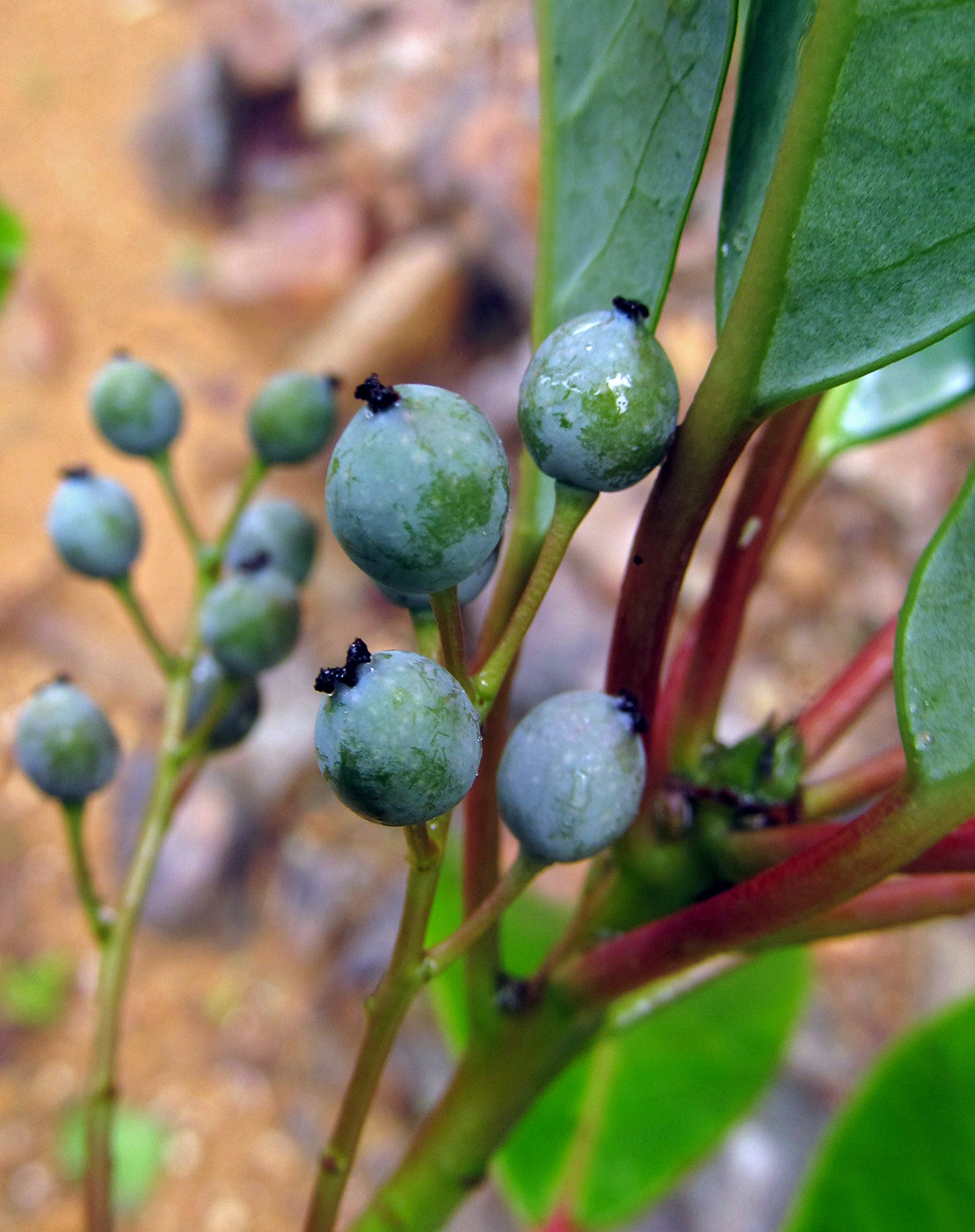 Изображение особи Daphniphyllum humile.