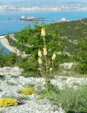 Verbascum spectabile