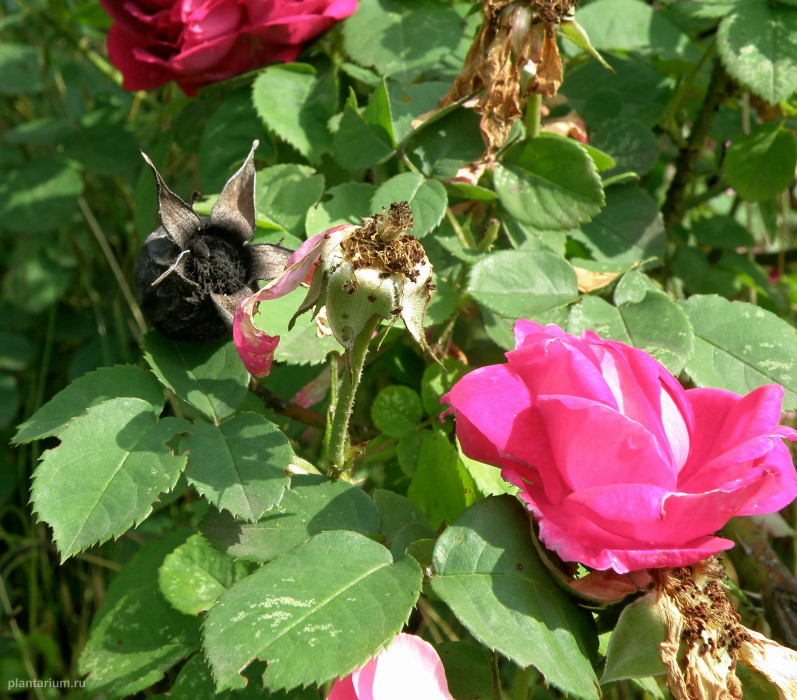 Image of Rosa damascena specimen.