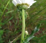 Leucanthemum vulgare. Часть стебля и обёртка соцветия с кормящимися муравьями. Московская обл., окр. Электрогорска, урочище Белый мох, поляна у дороги местного значения. 04.06.2016.