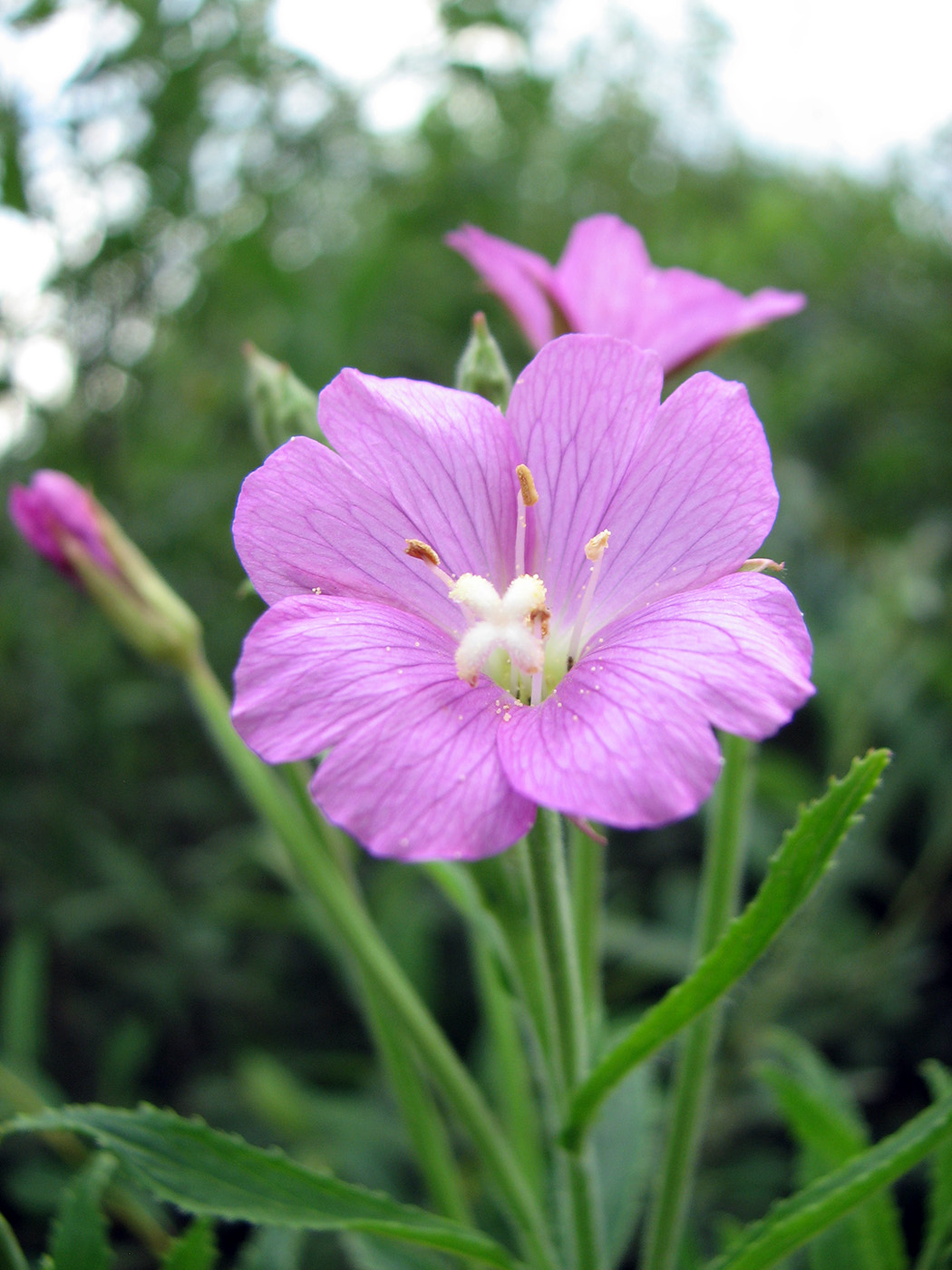 Изображение особи Epilobium hirsutum.