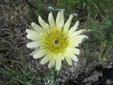 Tragopogon подвид desertorum