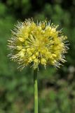 Allium obliquum