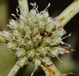 Eryngium glomeratum