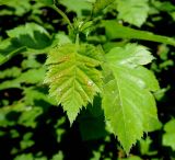 Crataegus chlorocarpa. Молодые листья. Московская обл., г. Королёв, мкр. Текстильщик, придорожные насаждения. 11.06.2017.