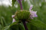 Phlomoides tuberosa