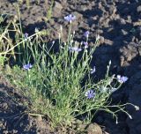 Centaurea cyanus