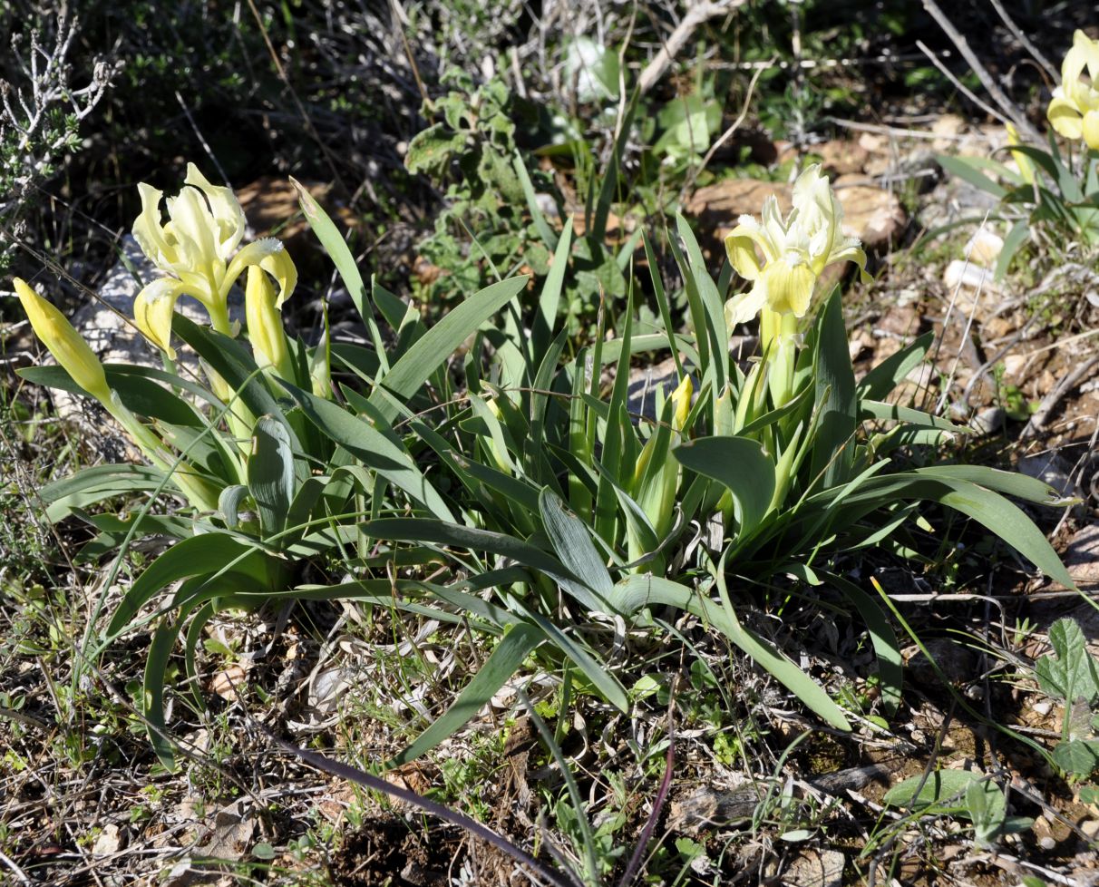 Изображение особи Iris pumila ssp. attica.