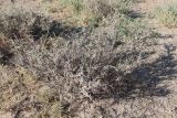 Convolvulus fruticosus. Вегетирующее растение (высота - 30-40 см). Казахстан, Кызылординская обл., пос. Басыкара, сильно сбитое пастбище на песках. Сентябрь 2017 г.