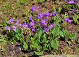 Primula amoena