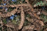 Melaleuca elliptica