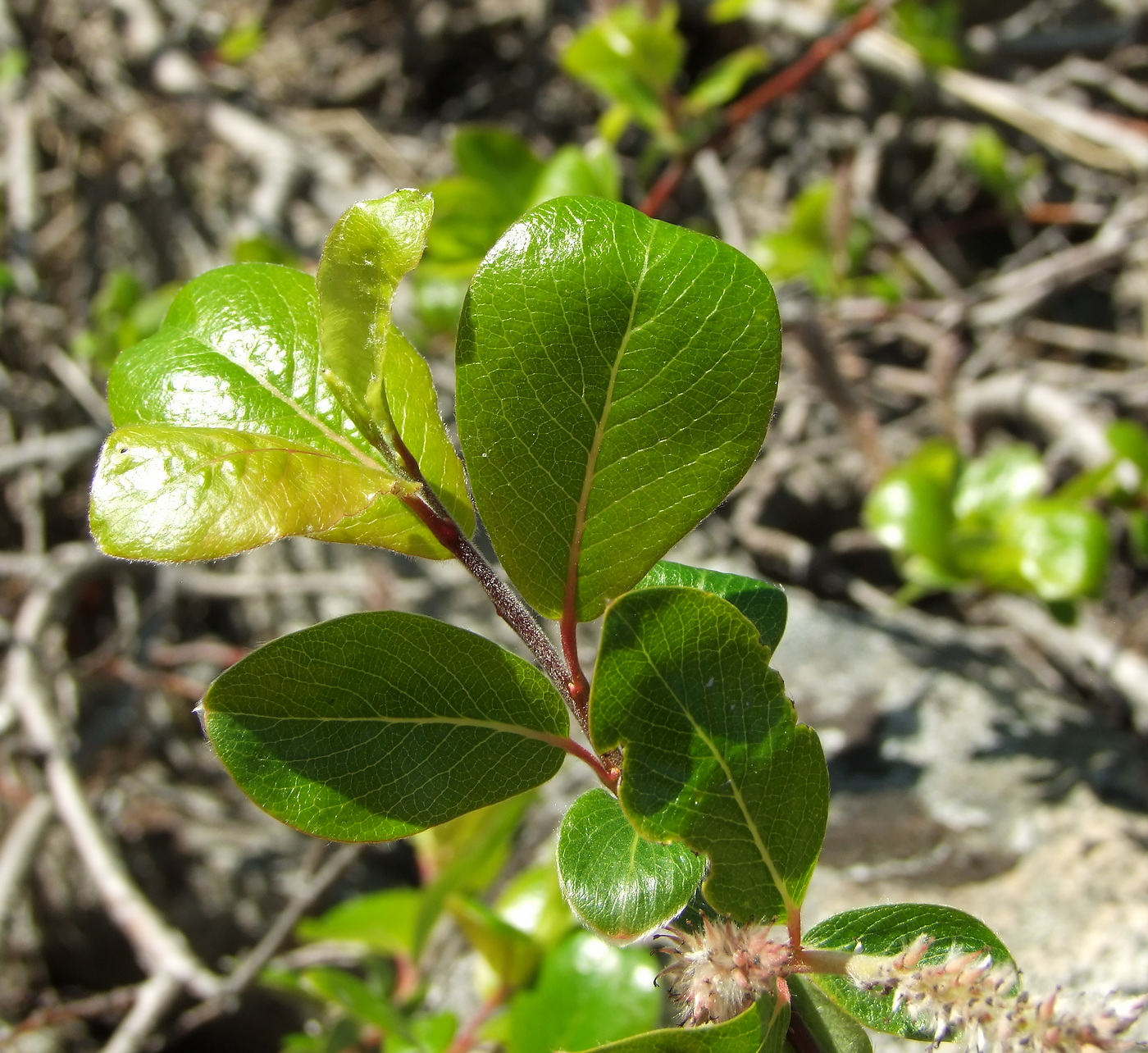 Изображение особи Salix arctica.