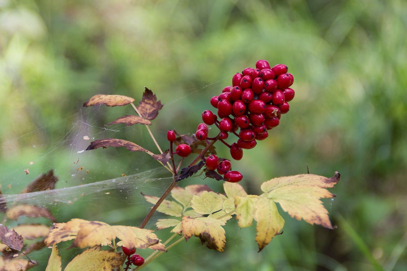 Изображение особи Actaea erythrocarpa.