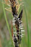 Carex nigra. Часть соцветия с пестичным и нижней частью тычиночного колоска. Нидерланды, провинция Drenthe, Langelo, заказник Broekland, заболоченный луг на выходах грунтовых вод. 5 мая 2010 г.