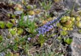 Veronica pinnata. Верхушка побега с соцветием. Алтай, Улаганский р-н, перевал Кату-Ярык, ≈ 800 м н.у.м., каменистый склон. 20.06.2019.