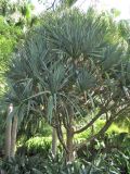 Pandanus utilis. Вегетирующее растение. Испания, Канарские о-ва, Тенерифе, ботанический сад в Пуэрто-де-ла-Крус, в культуре. 6 марта 2008 г.