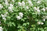 Syringa vulgaris. Побеги с соцветиями. Санкт-Петербург, Приморский р-н, окр. пересечения Богатырского просп. и Гаккелевской ул., в культуре. 09.06.2020.