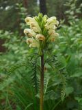 Pedicularis sibirica