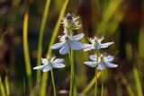 Parnassia palustris