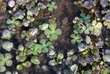 Marsilea quadrifolia