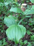 Cypripedium yatabeanum. Отцветающее растение. Камчатский край, Елизовский район, природный парк \"Вулканы Камчатки\", кордон Центральный, южный склон холма в 2 км от кордона, каменноберёзовый лес. 22.07.2010.