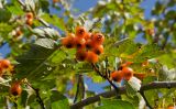 род Crataegus. Верхушка ветки с соплодиями и листьями (вид на абаксиальную поверхность). Пермский край, пос. Юго-Камский, частное подворье, в культуре. 15 сентября 2021 г.