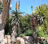 Aloe africana