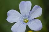 Linum perenne