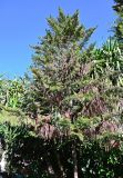 Araucaria heterophylla