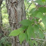 Ulmus pumila