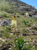 Eremurus lactiflorus