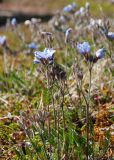 Polemonium boreale. Отцветающие растения в вороничной тундре. Мурманская обл., Кольский р-н, сельское поселение Териберка, о. Кильдин, окр. оз. Могильное. 24.06.2023.