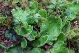 Peltigera aphthosa