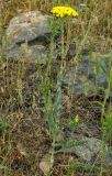 Pseudohandelia umbellifera