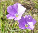 Linum nervosum. Цветки. Черноморское побережье Кавказа, Новороссийск, у мыса Шесхарис, можжевеловое редколесье. 6 мая 2009 г.