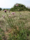 Allium lusitanicum