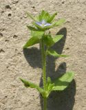 Veronica arvensis