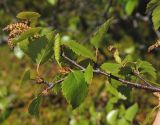 Betula × kusmisscheffii. Ветвь с листьями и серёжками (одна из серёжек нетипичная - наверху с тычиночными цветками, в основании с пестичными). Мурманская обл., Североморский р-н, левый берег губы Грязная. 17.06.2012.