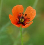 род Papaver