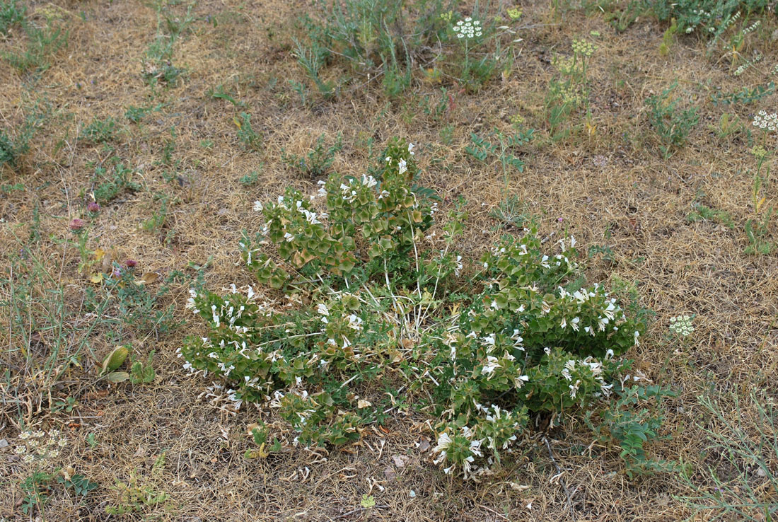 Image of Lagochilus platycalyx specimen.