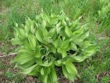 Veratrum lobelianum