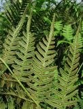 Pteridium pinetorum