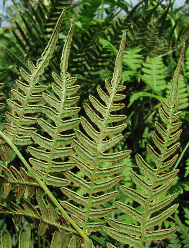 Изображение особи Pteridium pinetorum.