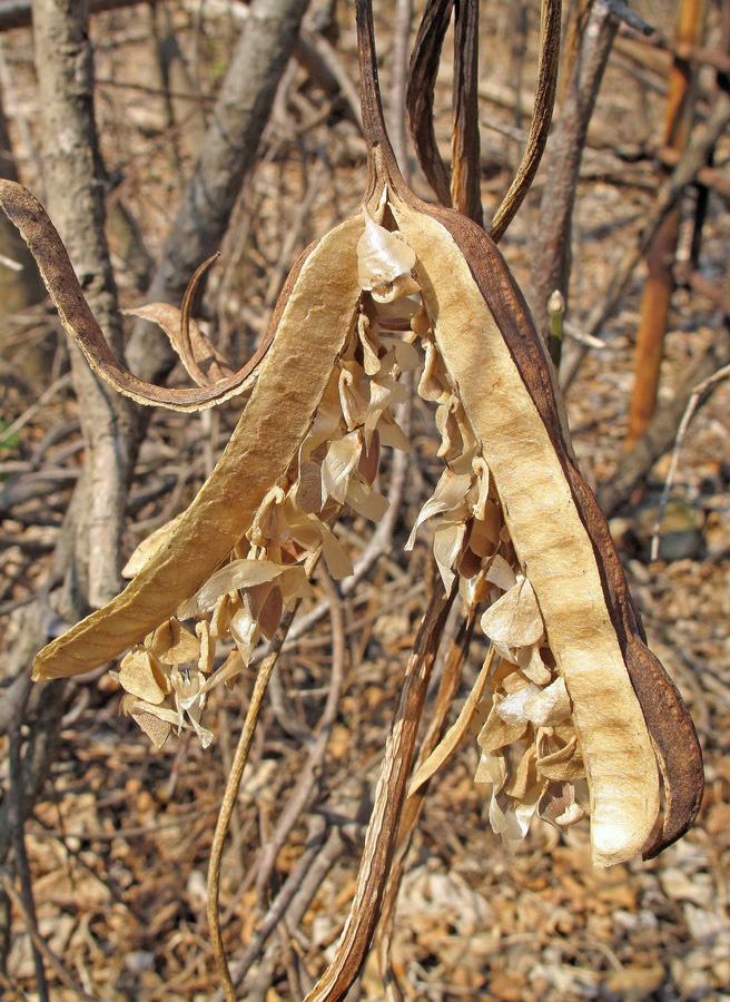 Изображение особи Aristolochia manshuriensis.