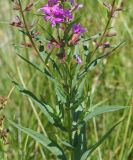 Lythrum virgatum